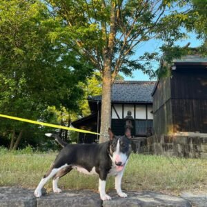 Benji · Macho Bull Terrier Miniatura