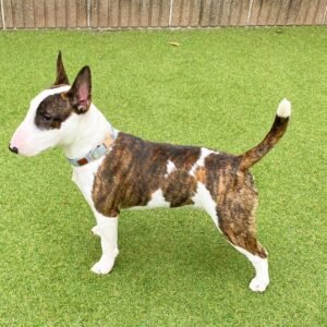 Rita · Hembra Bull Terrier Miniatura