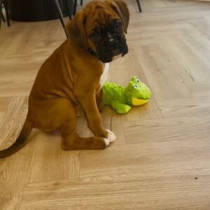 Gaga · Hembra Bóxer