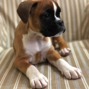 Naomi · Hembra Bóxer