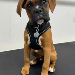 Django · Macho Bóxer