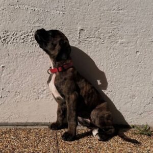 Scott · Macho Bóxer