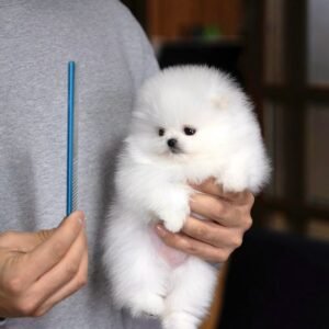 Jack · Macho Pomerania