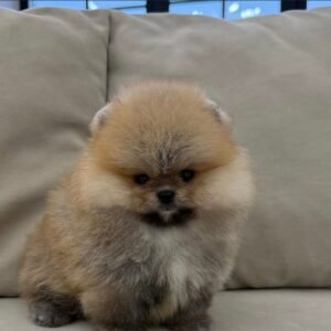 Jackie · Hembra Pomerania