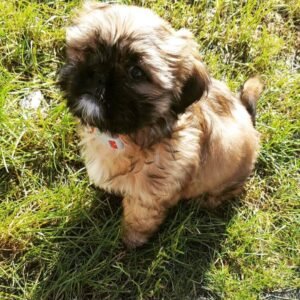 Daisy · Hembra Lhasa Apso