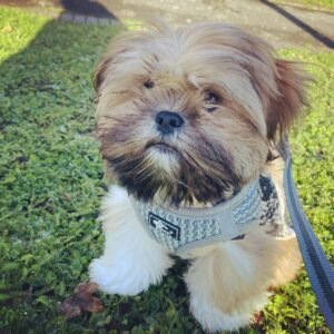Didi · Macho Lhasa Apso