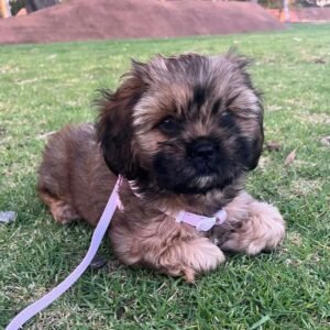 Ace · Macho Lhasa Apso