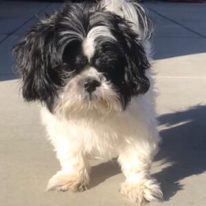 Zita · Hembra Lhasa Apso