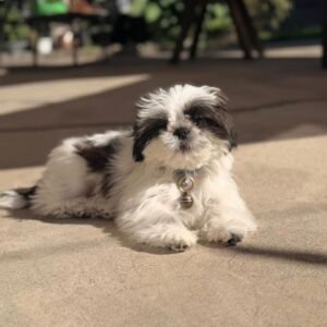 Leo · Macho Lhasa Apso