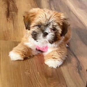 Riri · Hembra Lhasa Apso