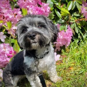 Leon · Macho Lhasa Apso