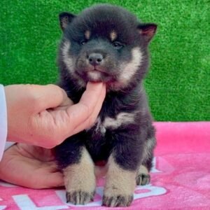 Leo · Macho Shiba Inu