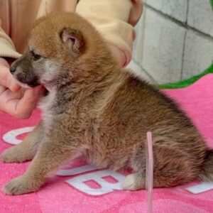 Shisha · Hembra Shiba Inu