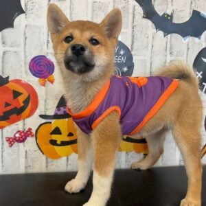 Lily · Hembra Shiba Inu