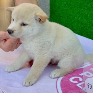 Shishi · Hembra Shiba Inu