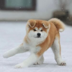 Zita · Hembra Shiba Inu