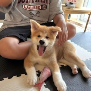 Titi · Macho Shiba Inu