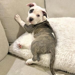 Boba · Macho Amstaff