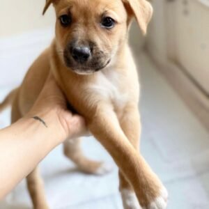 Bono · Macho Amstaff