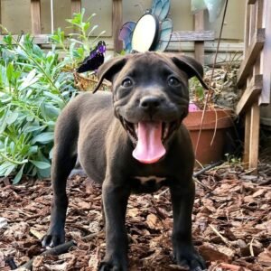 Peller · Hembra Amstaff