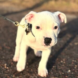 Rita · Hembra Amstaff