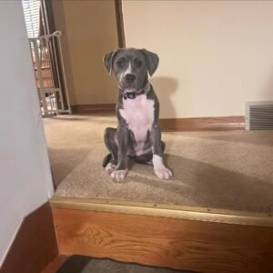 Riti · Hembra Amstaff