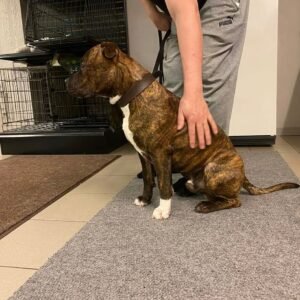 Mark · Macho Amstaff