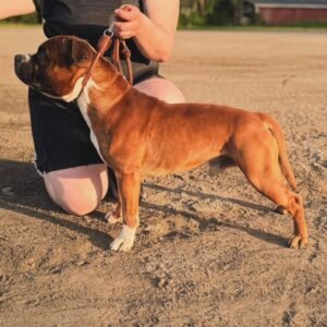 Staff · Macho Amstaff