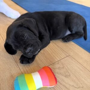 Kitty · Hembra Cane Corso