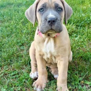 Zoom · Macho Cane Corso