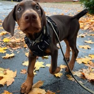 Shesha · Hembra Doberman