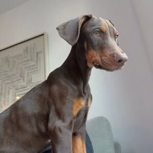 Speed · Macho Doberman