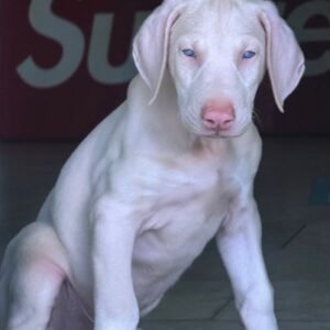 Mayor · Macho Doberman