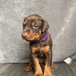 Fallon · Hembra Doberman