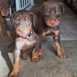 Viva · Hembra Doberman