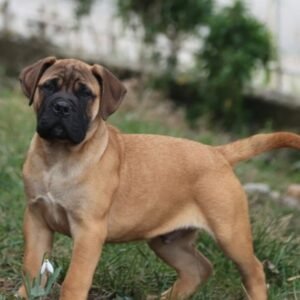 Tango · Macho Bullmastiff