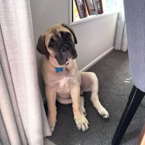 Larry · Macho Bullmastiff