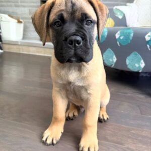 Little Bear · Hembra Bullmastiff