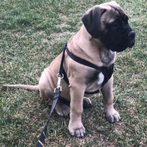 Yeez · Macho Bullmastiff