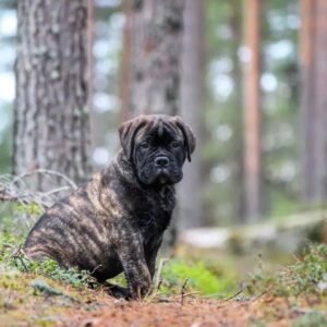 Shine · Hembra Bullmastiff