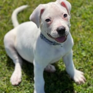 Hills · Hembra Bullmastiff