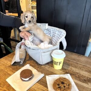 Zita · Hembra Teckel (Dachshund)