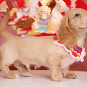 Kubb · Macho Teckel (Dachshund)