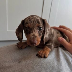 Kelly · Hembra Teckel (Dachshund)