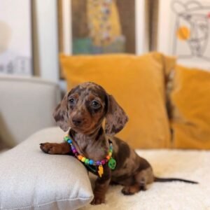 Morgan · Hembra Teckel (Dachshund)