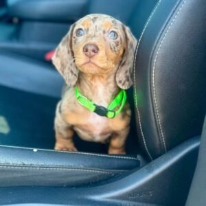 Cooper · Macho Teckel (Dachshund)