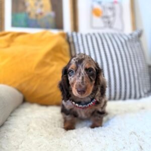 Noodle · Macho Teckel (Dachshund)