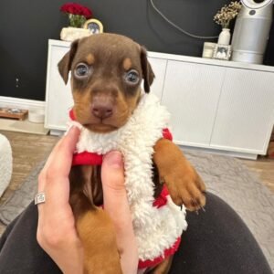 Naps · Macho Doberman