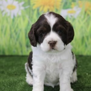 Whitley · Hembra Cocker Spaniel