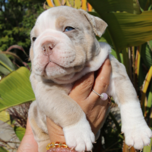 Zeus · Macho Bulldog Inglés